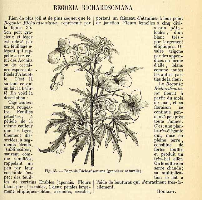 B. ‘Richardsoniana’